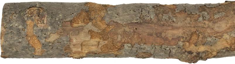 aaa ...... Ficus.JPG